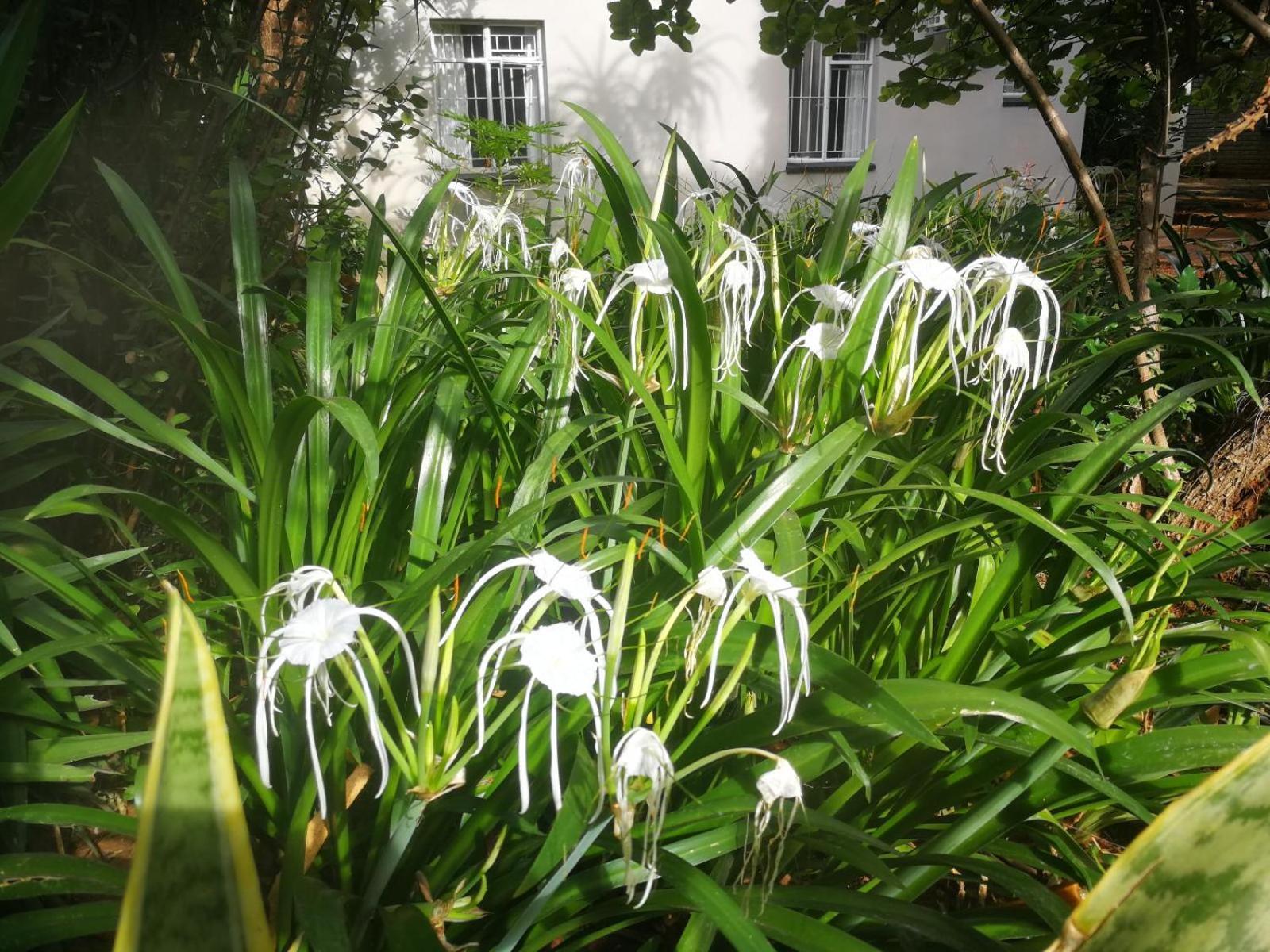 Tree Aloe Guest House 모코파네 외부 사진